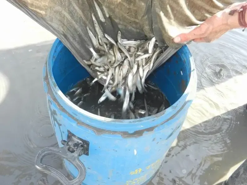 rescuing-water-animals-from-the-drying-out-talab-in-jadan-ashram bodyImage